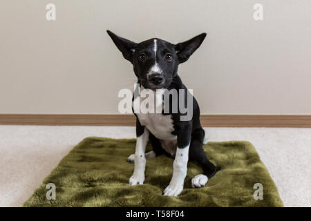 Drei Monate alten Basenji Welpen 'Oberon' auf seinem Bett in Covington, Washington, USA sitzen Stockfoto