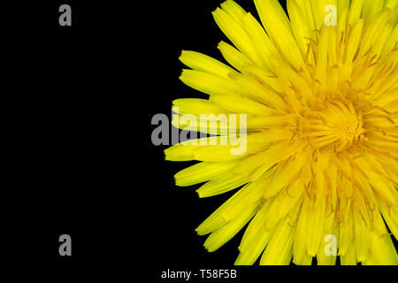Gelber Löwenzahn Blume auf schwarzem Hintergrund Nahaufnahme Stockfoto