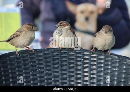 Drei kleine Spatzen warten auf die Kante eines Stuhles für gefallene oder Links essen auf einer Terrasse in Katwijk Stockfoto