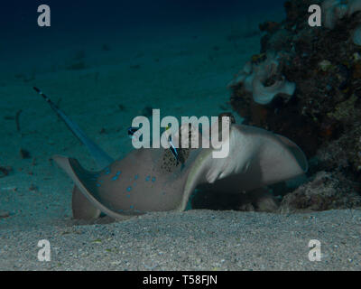 Blaupunktrochen stingray auf einem sandigen Boden in Indonesien Stockfoto