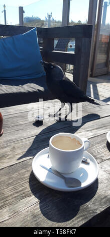 Dohle ist STEELING ein Cookie und Trinken von Kaffee sahne Schale am Beach Club Terrasse in Noordwijk Stockfoto