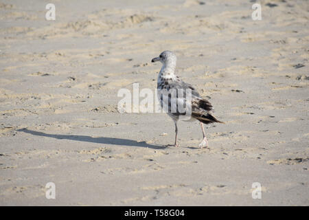 Möwe zu Fuß am Sandstrand auf sonnigen Sommertag Stockfoto