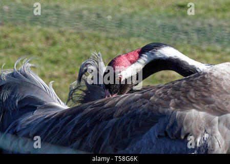 Der Kranich (Grus Grus), auch als der Eurasischen Kran genannt, ist ein Vogel aus der Familie der Kraniche, die Kräne. Stockfoto