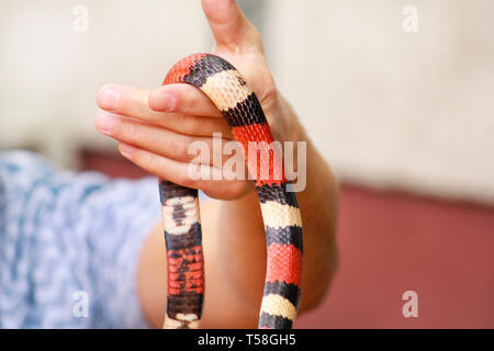 Junge mit Schlangen. Mann hält in der Hand reptile Königsnatter Lampropeltis triangulum Arizona Art der Schlange. Exotischen tropischen Kaltblütige Tiere, Zoo. Pet. Stockfoto