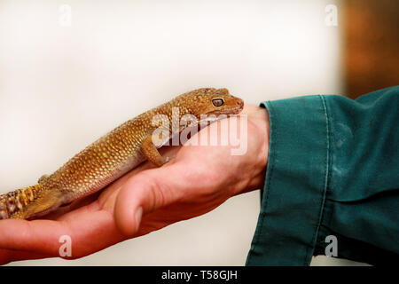 Junge mit Gecko. Mann hält in der Hand Reptilien Gecko. Gemeinsame leopard Reptilien gecko Haustiere. Exotischen tropischen Kaltblütige Tiere, Zoo. Stockfoto