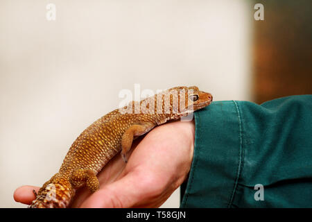 Junge mit Gecko. Mann hält in der Hand Reptilien Gecko. Gemeinsame leopard Reptilien gecko Haustiere. Exotischen tropischen Kaltblütige Tiere, Zoo. Stockfoto