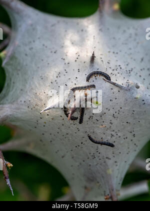 Tent Caterpillar nest Detail, aka Lakai Nachtfalter Raupen. Malacosoma eulengattung. Auf Prunus spinosa, schlehe Bush. Stockfoto