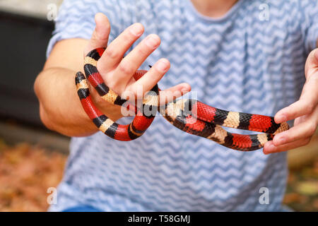 Junge mit Schlangen. Mann hält in der Hand reptile Königsnatter Lampropeltis triangulum Arizona Art der Schlange. Exotischen tropischen Kaltblütige Tiere, Zoo. Pet. Stockfoto