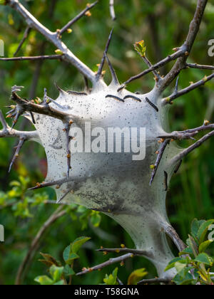 Tent caterpillar Nest, aka Lakai Nachtfalter Raupen. Malacosoma eulengattung. Auf Prunus spinosa, schlehe Bush. Stockfoto