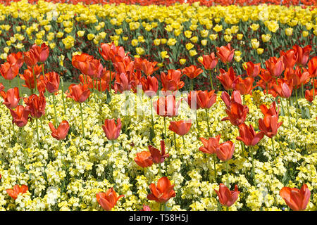 Vielzahl von Tulpen blühen in London Stockfoto