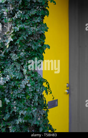 Geheime gelbe Tür hinter grünen Ivy Bush in der Stadt versteckt Stockfoto