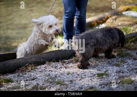 Havaneser hunde springen aus einem Teich Stockfoto