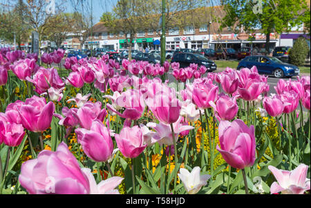 Ausstellung von rosa Tulpen (Tulipa) Blumen in einem Blumenbeet im Frühjahr in Rustington, West Sussex, England, UK. Stockfoto