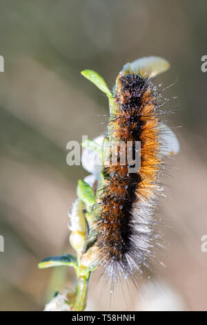 Caterpillar in seiner natürlichen Umgebung. Stockfoto