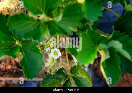 Wilde Erdbeere Blüte - Makroaufnahme einer Blume Stockfoto