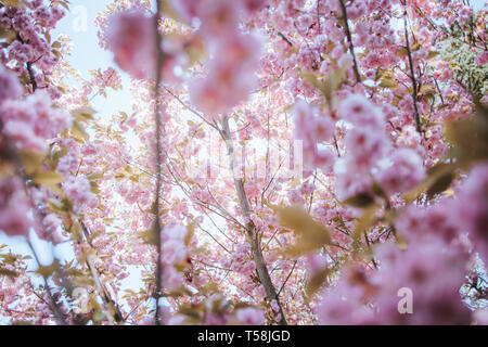 Blühende Kirschblüten gegen Sonnenlicht Stockfoto