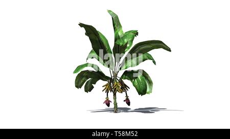 Bananenstaude mit Früchten - auf weißem Hintergrund Stockfoto