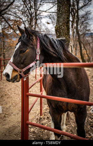 Horse Portrait Stockfoto