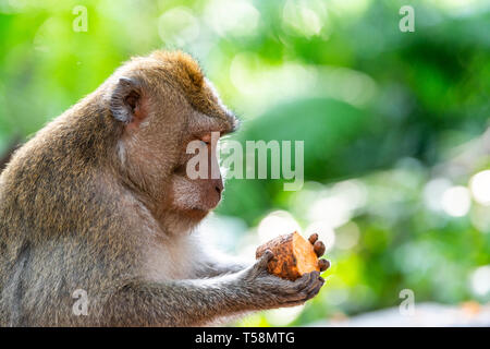 Macaque Affen halten ein Stück Kartoffel im Affenwald von Ubud, Bali, Indonesien Stockfoto