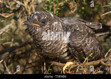 Gemeinsame Kuckuck Cuculus canorus Junge im Nest Stockfoto