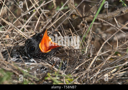 Gemeinsame Kuckuck Cuculus canorus Junge im Nest Stockfoto