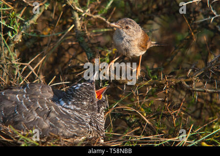 Gemeinsame Kuckuck Cuculus canorus Junge im Nest durch seine Adoptivmutter - Sylvia conspicillata-Spectacled Warbler zugeführt Stockfoto