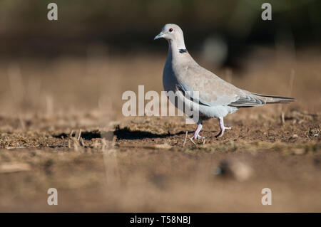 Eurasischen kragen Streptopelia decaocto Taube - auf der Suche nach Nahrung auf dem Boden Stockfoto