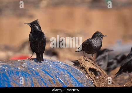 Europäischen Starling - Sturnus vulgaris in einen Mülleimer mit Kunststoffen Stockfoto