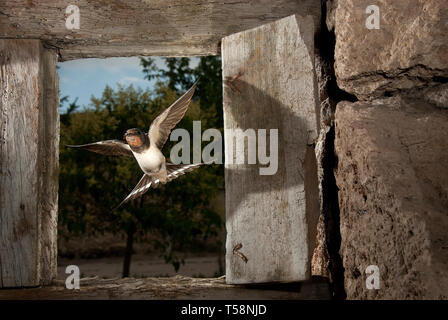 Schwalbe - Hirundo rustica einzelnen Vogel im Flug durch ein Fenster Stockfoto