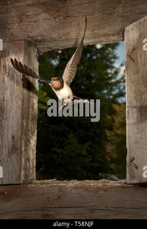 Schwalbe - Hirundo rustica einzelnen Vogel im Flug durch ein Fenster Stockfoto