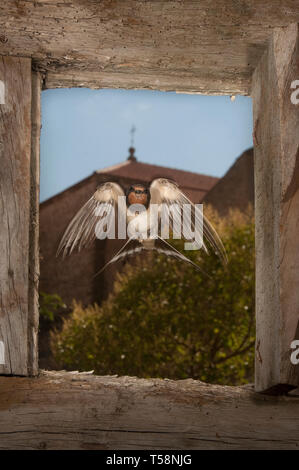 Schwalbe - Hirundo rustica einzelnen Vogel im Flug durch ein Fenster Stockfoto