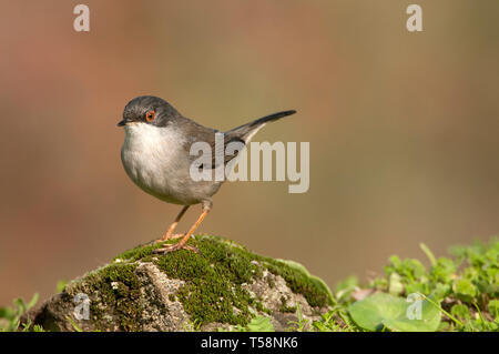 Sylvia melanocephala - Sardische warbler in seinem natürlichen Lebensraum Stockfoto