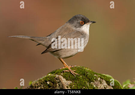 Sylvia melanocephala - Sardische warbler in seinem natürlichen Lebensraum Stockfoto
