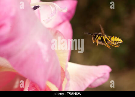 Vespula vulgaris - Gemeinsame Wespen in der Nähe von eine Blume fliegen Stockfoto