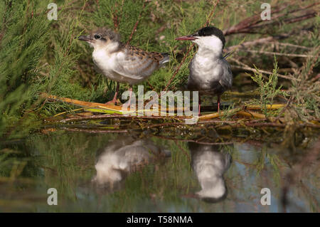 -Whiskered tern Chlidonias hybridus Erwachsener mit Welpen und Reflexion im Wasser Stockfoto