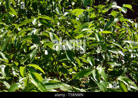 Zimt Baum, Sri Lanka. Fahéjfa, Cinnamomum verum, Srí Lanka. Stockfoto