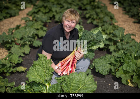 Senior Gardner Shirley Roberts ernten Rhabarber auf der ersten offiziellen Tag des frischen Rhabarber Saison in der Nationalen Sammlung an Clumber Park, Nottinghamshire. Stockfoto