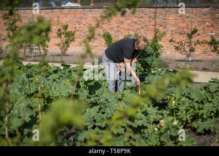 Senior Gardner Shirley Roberts ernten Rhabarber auf der ersten offiziellen Tag des frischen Rhabarber Saison in der Nationalen Sammlung an Clumber Park, Nottinghamshire. Stockfoto