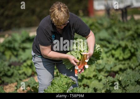 Senior Gardner Shirley Roberts ernten Rhabarber auf der ersten offiziellen Tag des frischen Rhabarber Saison in der Nationalen Sammlung an Clumber Park, Nottinghamshire. Stockfoto