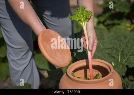 Senior Gardner Shirley Roberts ernten Rhabarber in der Dunkelheit auf den ersten offiziellen Tag des frischen Rhabarber Saison gewachsen, die sich aus der nationalen Sammlung an Clumber Park, Nottinghamshire. Stockfoto