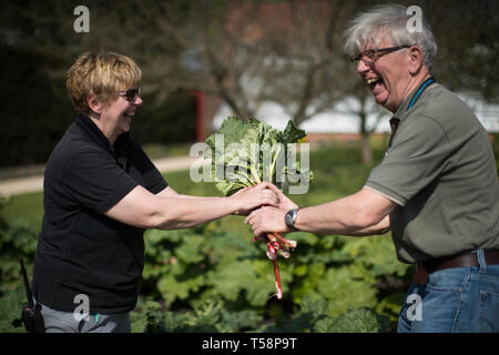 Senior Gardner Shirley Roberts Hand geerntet Rhabarber über für den Einsatz in der Küche zu einem National Trust Mitarbeiter auf dem ersten offiziellen Tag des frischen Rhabarber Saison in der Nationalen Sammlung an Clumber Park, Nottinghamshire. Stockfoto