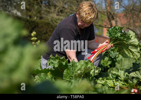 Senior Gardner Shirley Roberts ernten Rhabarber auf der ersten offiziellen Tag des frischen Rhabarber Saison in der Nationalen Sammlung an Clumber Park, Nottinghamshire. Stockfoto