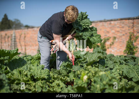 Senior Gardner Shirley Roberts ernten Rhabarber auf der ersten offiziellen Tag des frischen Rhabarber Saison in der Nationalen Sammlung an Clumber Park, Nottinghamshire. Stockfoto