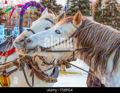 Zwei Pferde angeschirrt werden auf der Messe zu küssen. Stockfoto
