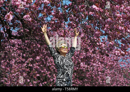 Sonnige Yant, von Morningside, übt ihre Tai-chi unter der Kirschblüte in den Wiesen, Edinburgh, wie das Vereinigte Königreich weiterhin die warme Ostern Wetter zu genießen. Stockfoto