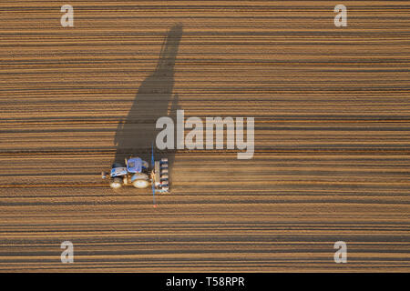 Top Luftaufnahme von einem Traktor arbeitet im Feld. Landwirtschaftliche Landschaft von oben mit Traktor Titel und Staub, sonnendurchfluteten durch die Abendsonne im Frühjahr. Stockfoto