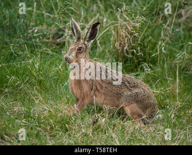 Feldhase Lepus europaeus späten Frühling in North Norfolk Stockfoto