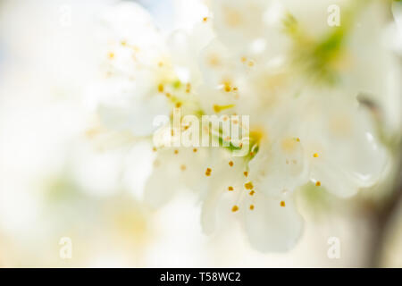 Wunderschöne weiße Blüte Blume, geringe Tiefenschärfe bokeh Shot, frisches Licht Frühling Hintergrund Stockfoto