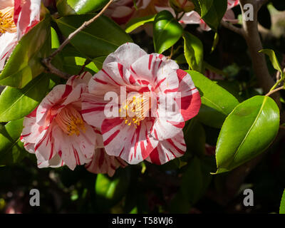 Eine mehrfarbige gestreifte Japanische kamelie Camellia japonica, Blume in voller Blüte. Die Blüten dieser immergrüne Bäume können eine große Vielfalt von Farben. Stockfoto