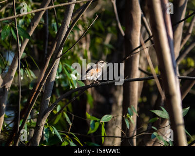 Eine dusky Schub, Turdus eunomus, Sitzstangen auf eine Zweigniederlassung, die in einem japanischen Wald in Kanagawa, Japan. Stockfoto